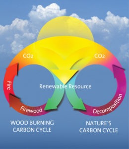 Carbon Cycle